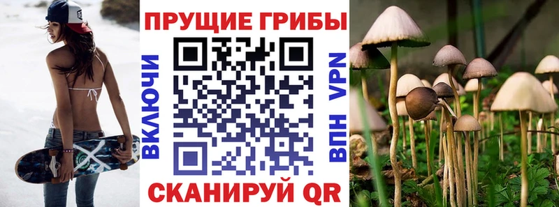 Купить закладки  Губкин  Галлюциногенные грибы мицелий 